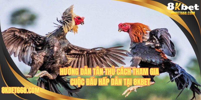 3 bước chiêm ngưỡng đá gà trực tiếp thomo hôm nay