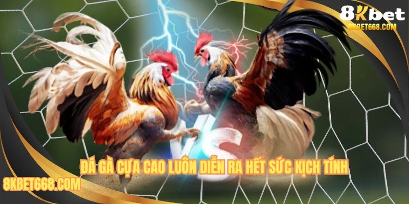 Đá gà cựa dao là hình thức thi đấu máu chiến nhất