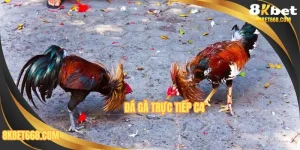 Đá Gà Trực Tiếp C4 - Đấu Trường Quy Tụ Chiến Kê Hàng Đầu