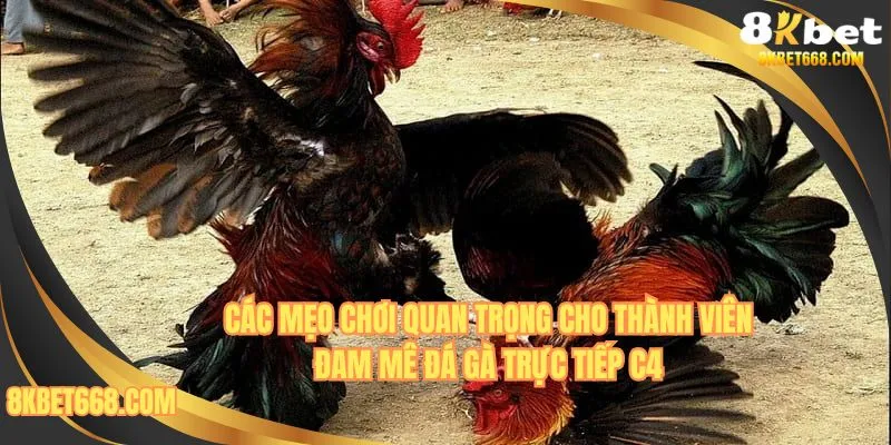 Các mẹo chơi quan trọng cho thành viên đam mê đá gà trực tiếp C4