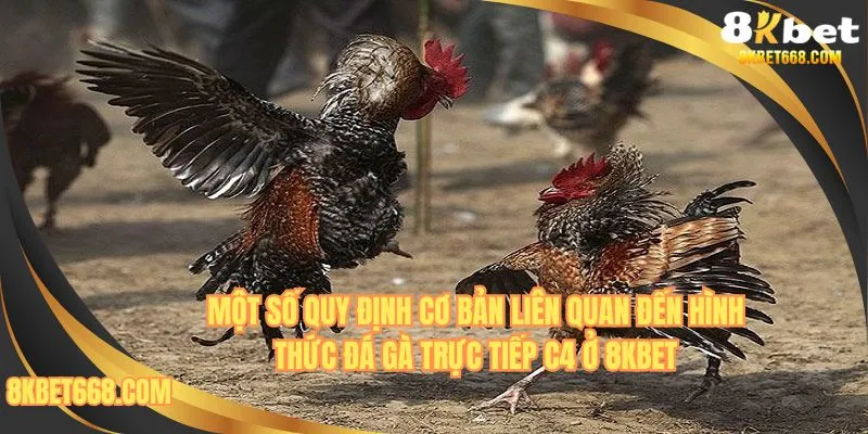 Một số quy định cơ bản liên quan đến hình thức đá gà trực tiếp C4 ở 8KBET