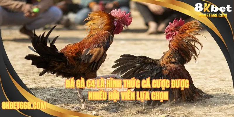 Đá gà C4 là hình thức cá cược được nhiều hội viên lựa chọn 