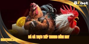 Đá Gà Trực Tiếp Thomo Hôm Nay - Thông Tin Màn So Tài Hấp Dẫn