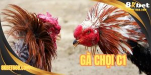 Gà Chọi C1 - Bộ Môn Chọi Gà Hot Hit Tại Nhà Cái 8KBET