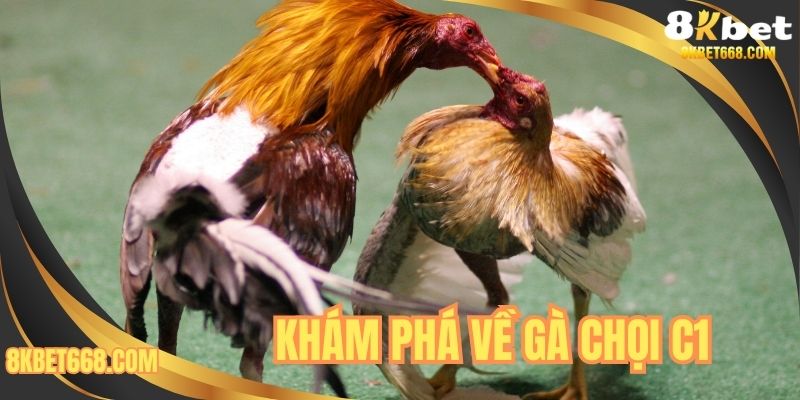 Khám phá về gà chọi c1