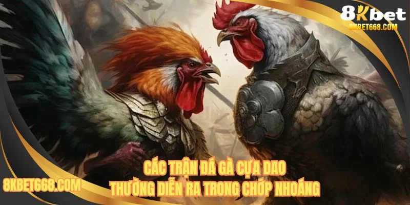 Một trận đá gà cựa dao thường diễn ra trong 5 - 15 phút