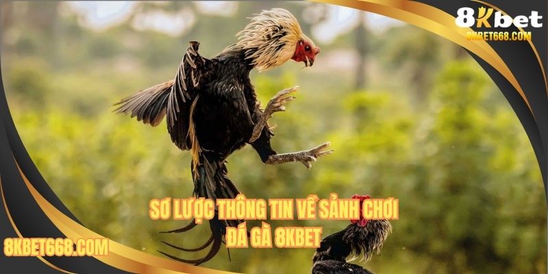 Tổng quan thông tin về đá gà 8KBET